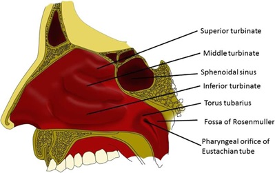 Nasopharynx from piece sagittal