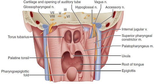 Nasopharynx from piece coronal