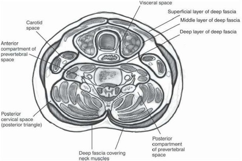Cuts&nbsp;transverse&nbsp;neck&nbsp;as high as&nbsp;Thyroid