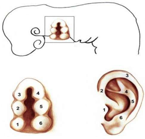 Picture 2 . Stage development ear. (1) Tragus (2) Crucible helix (3) Helix (4) Antihelix (5) Antitragus (6) Lobules. 5