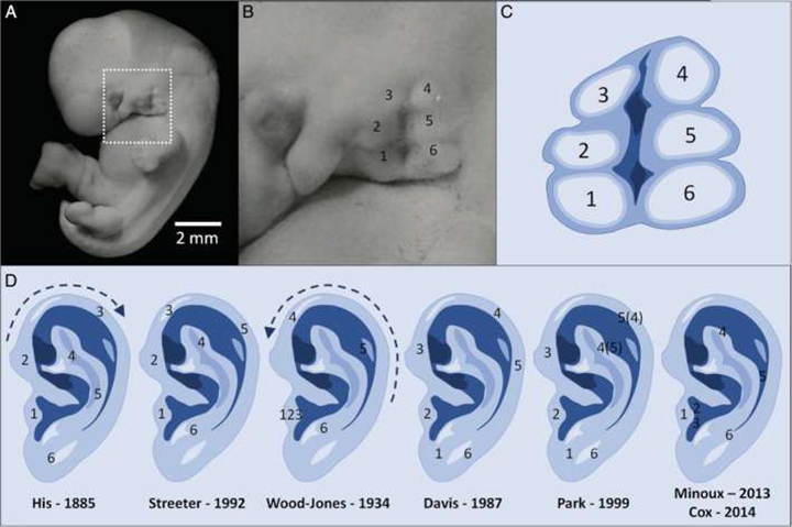 Theories proposed regarding the embryological development of the human auricle