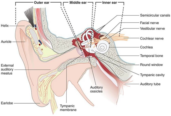 Picture 1. Anatomy Ear 7