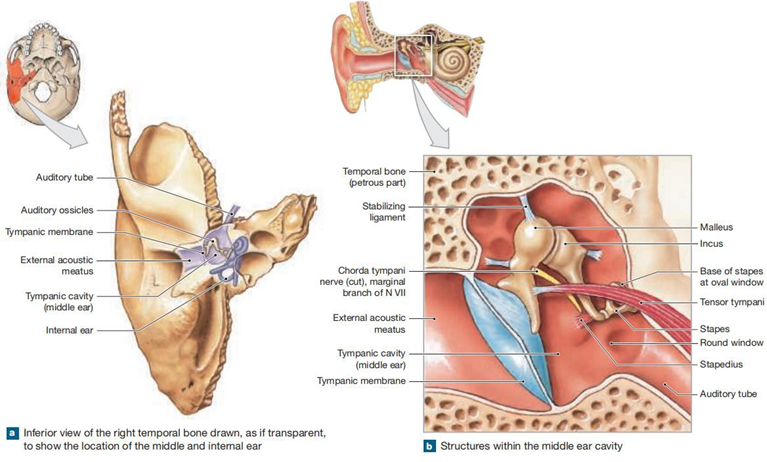 Picture 2. Structure Ear Middle 9