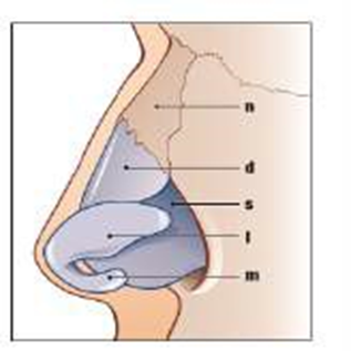 Picture 3 . Anatomy framework nose 8