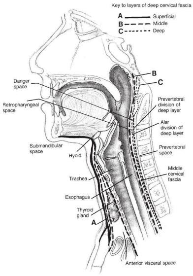 Piece&nbsp;midsagittal&nbsp;neck