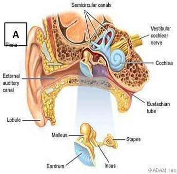Picture schematic ear