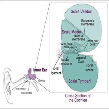 Cross section transverse cochlea