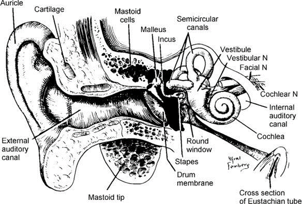 Picture 2.1. Anatomy ear 12