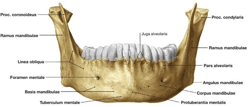 Picture 1. Mandible seen from anterior. 5