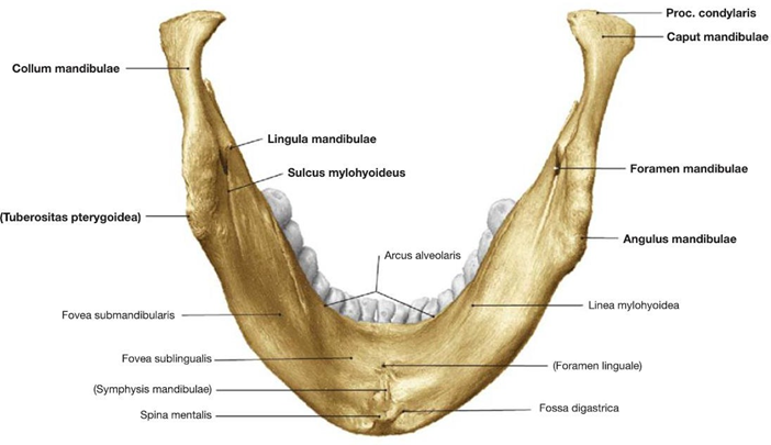 Picture 3. Mandible from looks inferior. 5