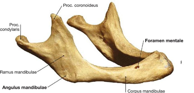 Picture 4. Mandible elderly . 5