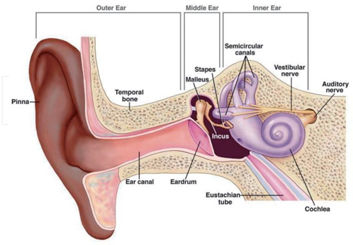 Picture 1. Structure Human Ear Anatomy . 4