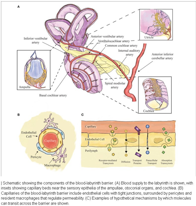 Figure 6. Schematic AMG entering Endlymph via Blood Labyrinth Barrier