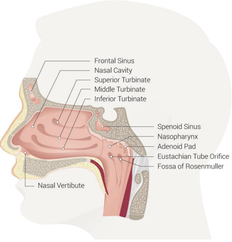Picture 1. Anatomy Nasopharynx. 7