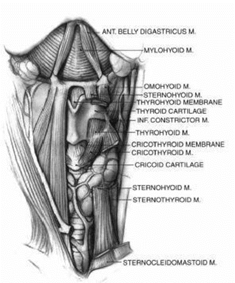 Picture 1. Anatomy neck. 7