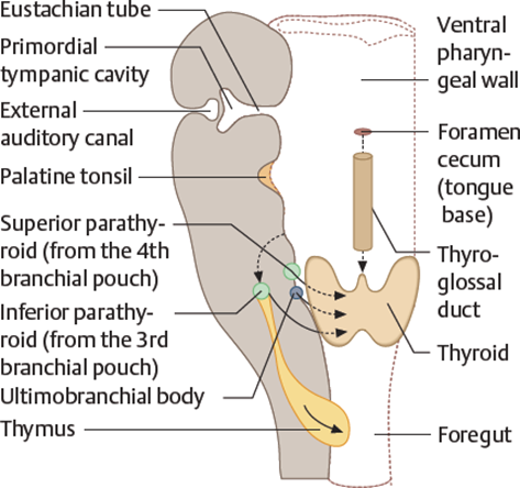 Picture 2. Embryology gland thyroid on sunday third pregnancy. 6