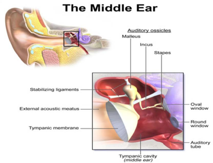 Picture 3. Ear middle. 6