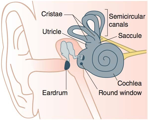 Picture 4. Inner ear . 7