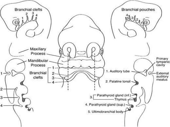 Figure 2.1 Frontal schematic representation of a 5 mm human embryo in the fifth week of gestation. Sagittal section taken through the branchial apparatus shows connection anatomy gap external And pocket internal as well as derivatives of important head and neck structures. The sixth arch is very small and does not visualized as structure Which separated And separated from pocket 4/5.
