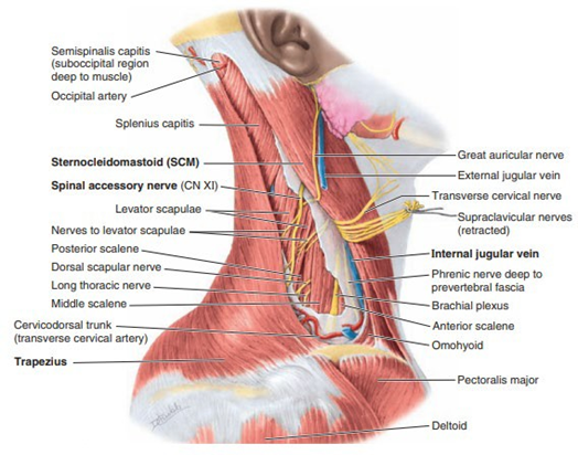Picture 1. Anatomy neck 8