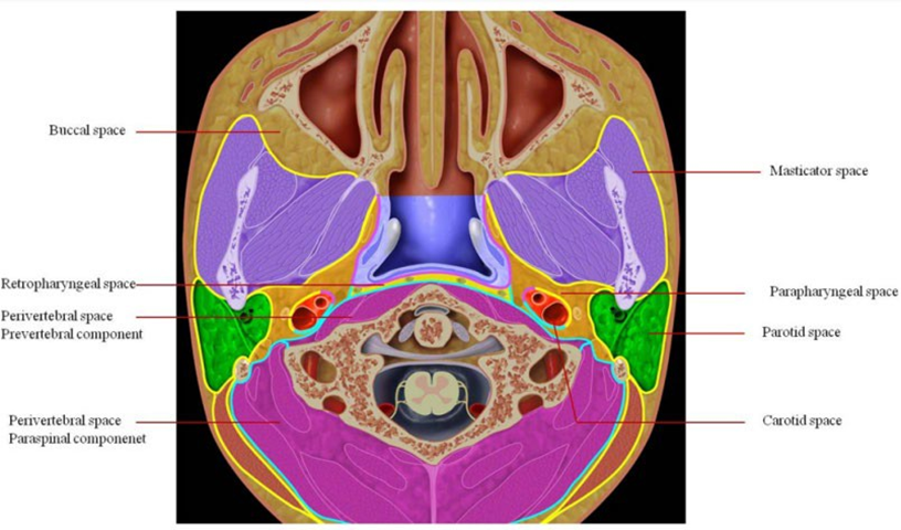 Picture 3. Compartment neck 8