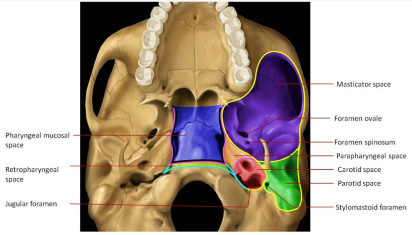 Picture 3. Compartment neck 8