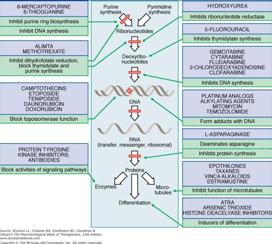 Location Work Each Agent Chemotherapy