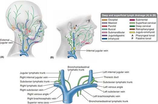 Picture 4. Drainage lymphatic on head And neck. 8