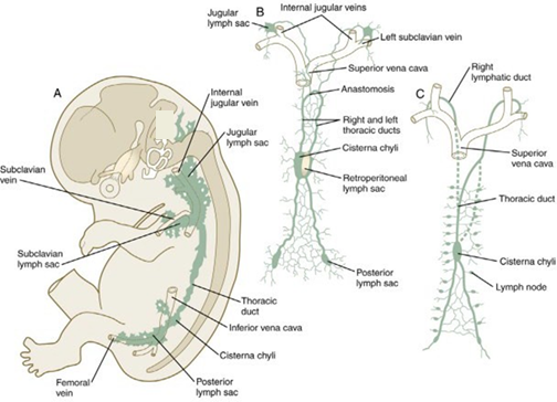 Picture&nbsp;5.&nbsp;Stadium&nbsp;development&nbsp;channel major&nbsp;lymphatics . 