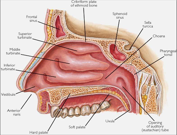 Picture 1. Anatomy nose 9