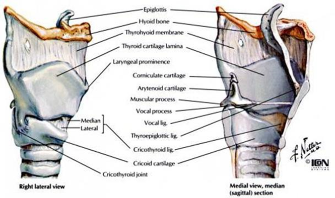 Picture 2. Structure Larynx Side Lateral And Media 5