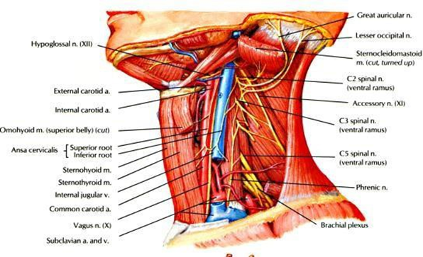 Picture 4. Nerves And Bleeding On Larynx 4