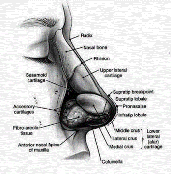 Picture 1 : External nose structure