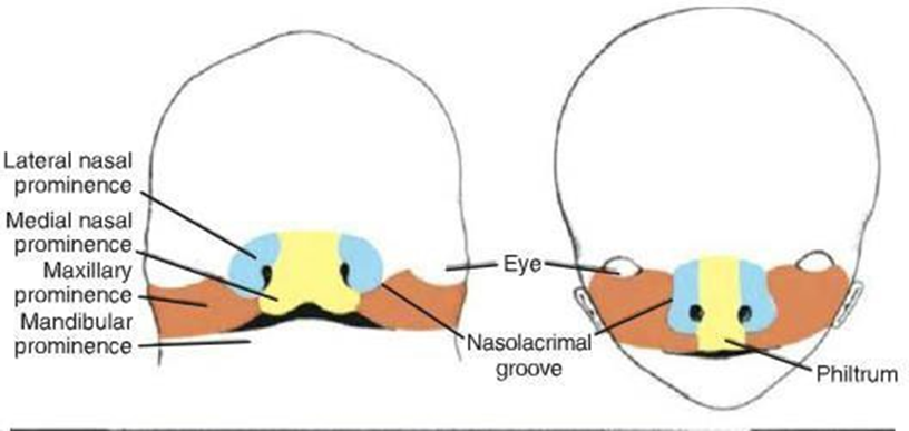 Picture 4 Embryology palate 6