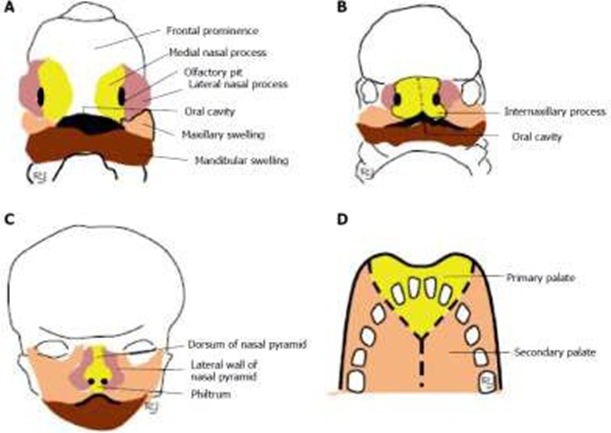 Picture 1. Embryology rice cavity . 3