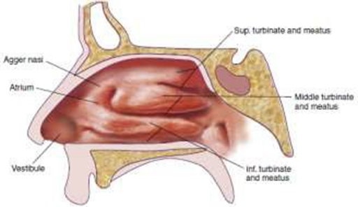 Picture 3. Nasal wall part lateral. 4