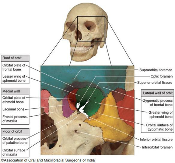 Anatomy Orbit 14