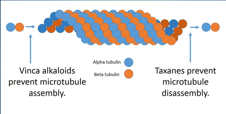 Structure Vinka Alkaloid