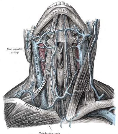 Picture 2.4 Anatomy Veins Also popular Internal 18