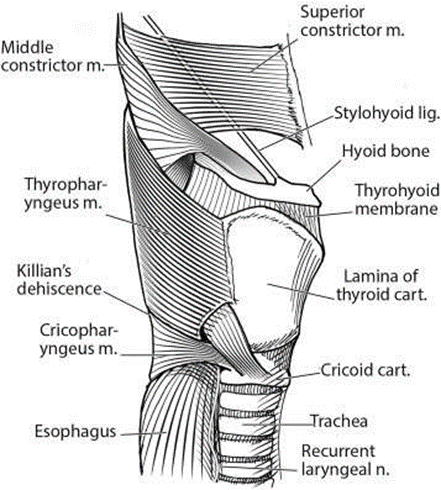 Pharyngeal Constrictor Muscles