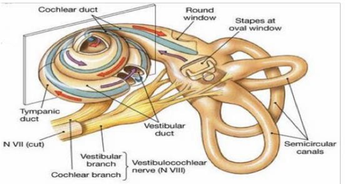 Picture 1.2 Cochlea And anatomy ear 15