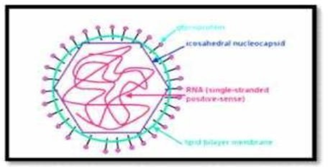 Picture 6 Virus Rubella. 20